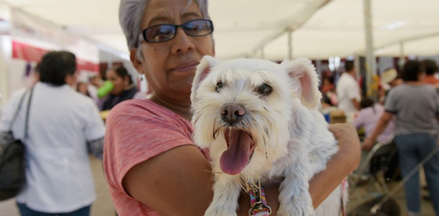 Arranca SSO Semana Nacional de Vacunación Antirrábica  Canina y Felina 2019