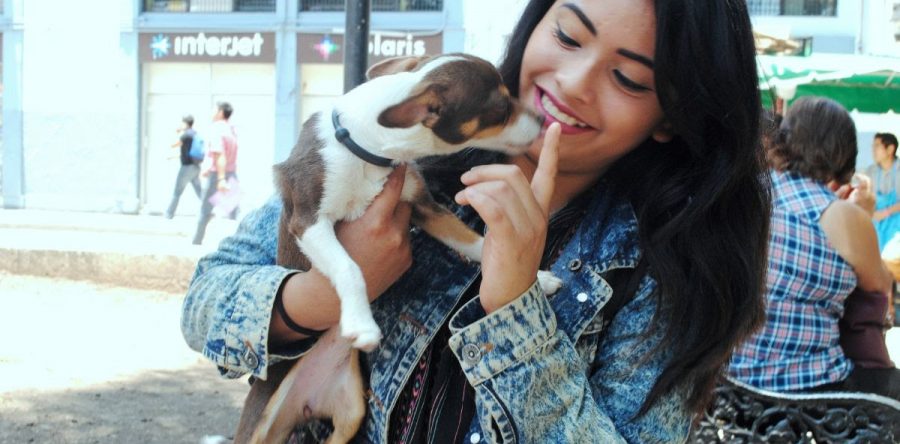 Crea Municipio capitalino un juzgado calificador especializado en atención al maltrato animal