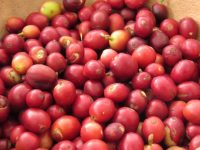 Oaxaca, líder en producción nacional de café