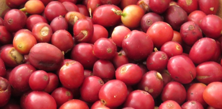 Oaxaca, líder en producción nacional de café
