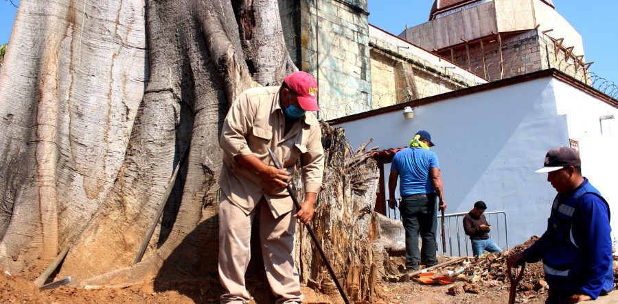 Atiende Gobierno capitalino árbol de higo de la Capilla de Belén
