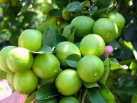 Oaxaca potencia en producción nacional de limón persa