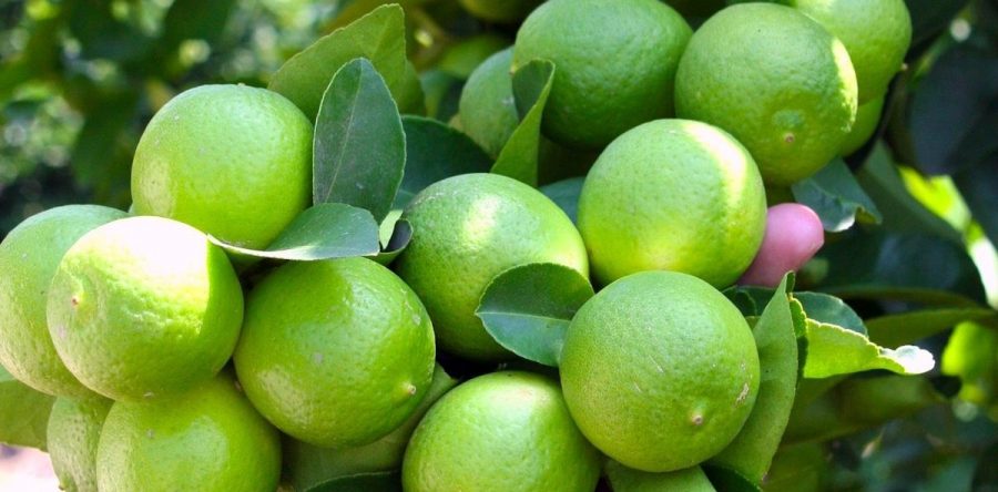 Oaxaca potencia en producción nacional de limón persa