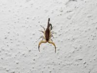 Reporta SSO mil 010 casos de picadura de alacrán en la entidad