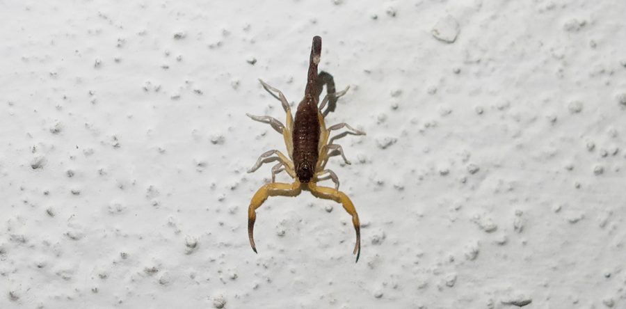 Reporta SSO mil 010 casos de picadura de alacrán en la entidad