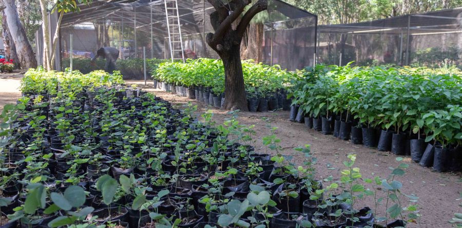 Cuenta Bosque El Tequio Con Vivero Forestal