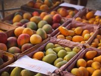 Oaxaca rebasará meta de exportación de mango en 2019