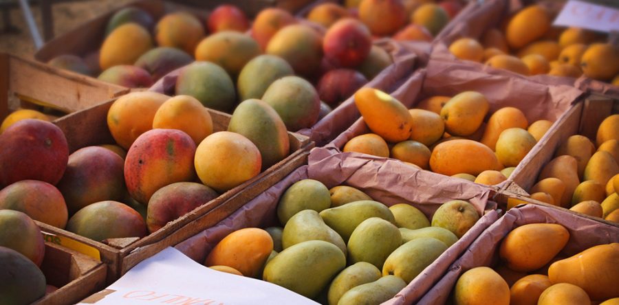 Oaxaca rebasará meta de exportación de mango en 2019