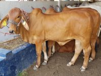 Solicita Sedapa cambio de estatus zoosanitario de 32 municipios de la Costa