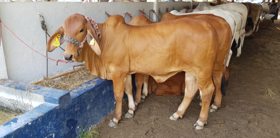 Solicita Sedapa cambio de estatus zoosanitario de 32 municipios de la Costa