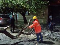 Actúa Protección Civil Municipal por caída de seis árboles en la capital