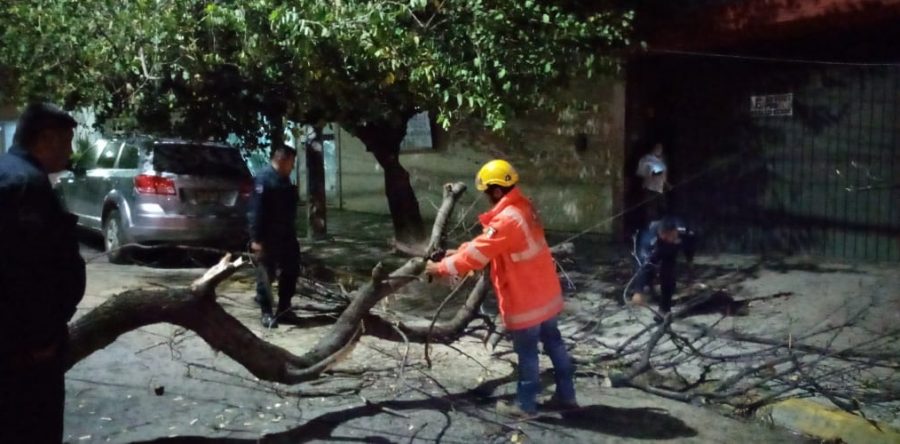 Actúa Protección Civil Municipal por caída de seis árboles en la capital