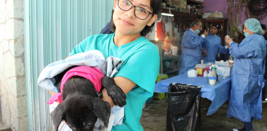 Llegan las jornadas de esterilización animal a más colonias de la ciudad de Oaxaca
