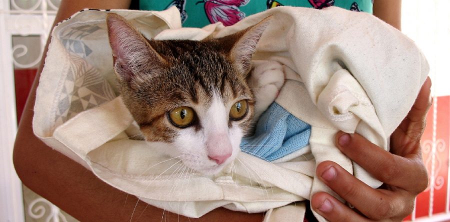 Atiende Municipio capitalino 137 denuncias por maltrato animal