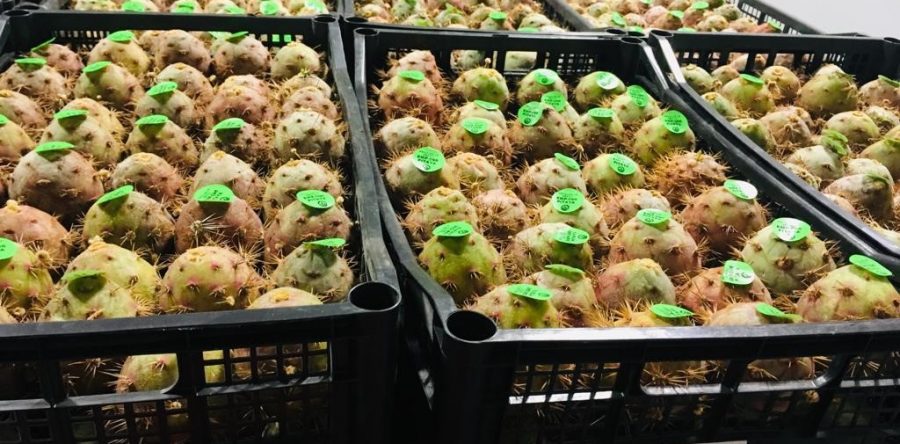 Productores de pitaya oaxaqueña envían primer embarque de exportación a EU