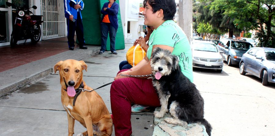 Jornadas de esterilización del Gobierno capitalino atienden a más de 600 mascotas