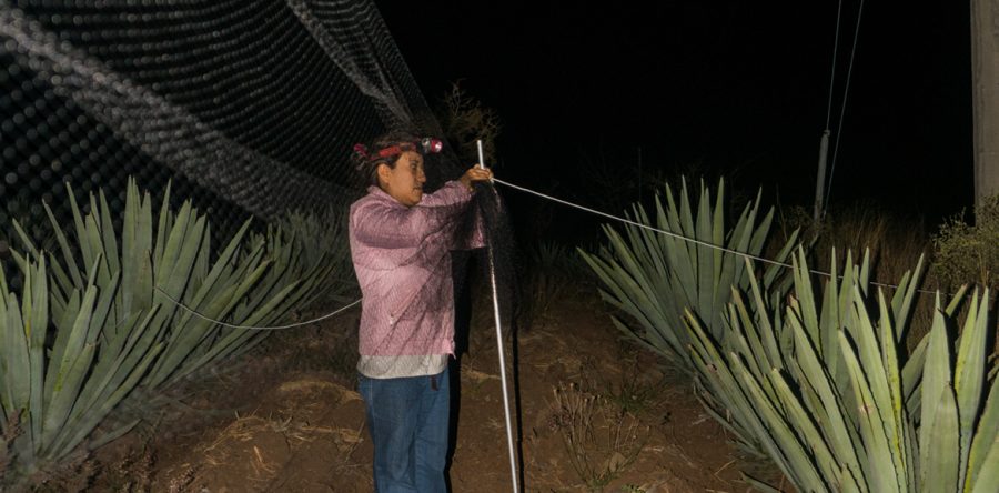 Biólogos oaxaqueños buscan solución a crisis alimentaria: Alfredo Martínez de Aguilar