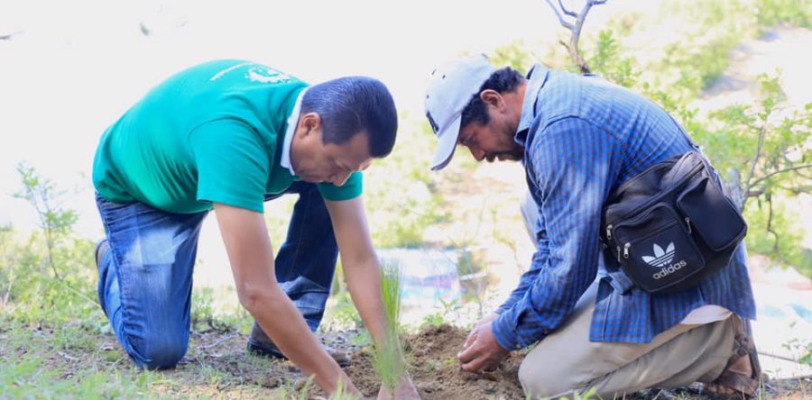 Colabora Semaedeso en la reforestación de Hierve El Agua