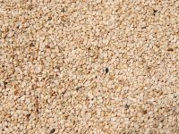 Oaxaca, tercer lugar en producción nacional de ajonjolí