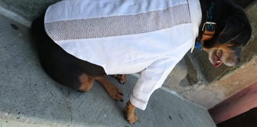 Luce Mazapán guayabera mitleña