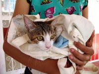 Gobierno de Oaxaca de Juárez, comprometido con la protección y cuidado animal