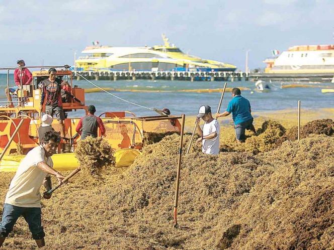 Hacen del sargazo un negocio; el alga es comercializada hasta en 3 mil pesos