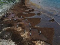 El legado del sargazo: menos turistas y más golpes al medioambiente