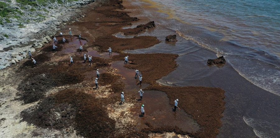 El legado del sargazo: menos turistas y más golpes al medioambiente