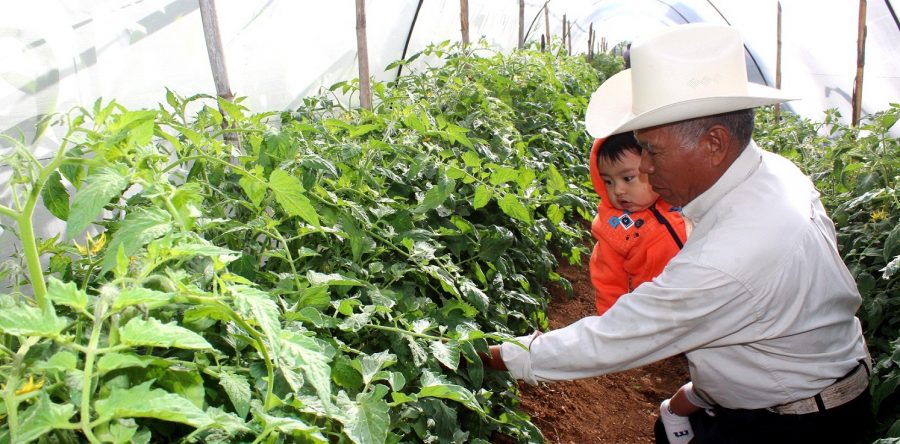 Ayuntamiento de Oaxaca de Juárez trabaja para impulsar la autosuficiencia alimentaria