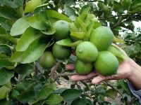 Oaxaca, 3er lugar nacional en producción agrícola