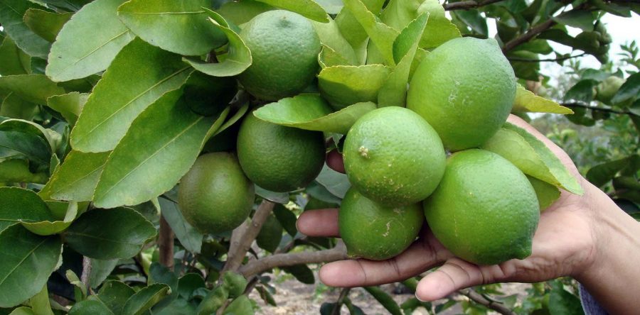 Oaxaca, 3er lugar nacional en producción agrícola