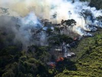 La tragedia de Bolsonaro y el Amazonas: *Francisco Ángel Maldonado Martínez