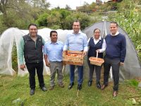 Cosecha en macrotúneles del Ayuntamiento, paso a la autosuficiencia alimentaria: Oswaldo García