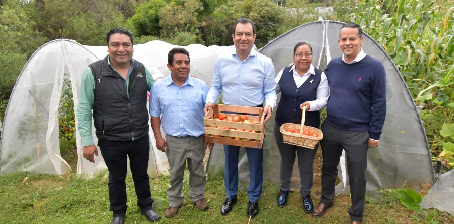 Cosecha en macrotúneles del Ayuntamiento, paso a la autosuficiencia alimentaria: Oswaldo García