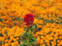 Oaxaca entre los 10 estados de mayor producción de cempasúchil