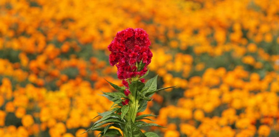 Oaxaca entre los 10 estados de mayor producción de cempasúchil