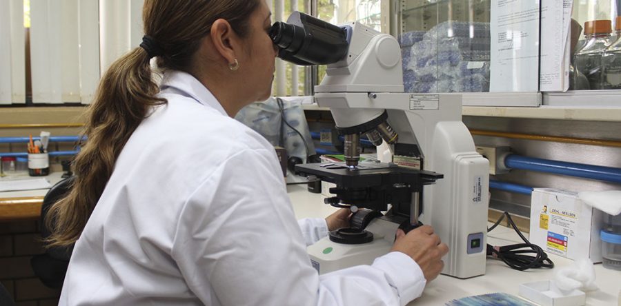 Aseo en viviendas previene chinche que transmite Chagas