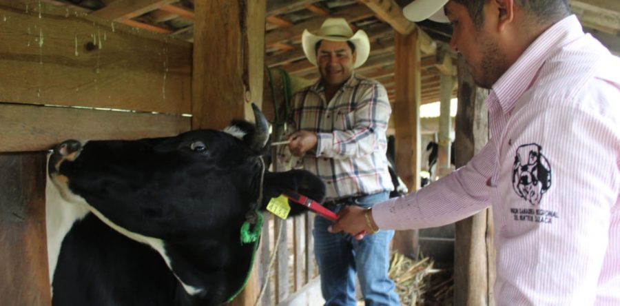 Se llevó a cabo la identificación individual de ganado en el municipio de Tlaxiaco