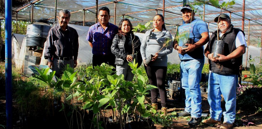 Entrega Ayuntamiento árboles a vecinos de Santa Rosa para mejorar entorno natural