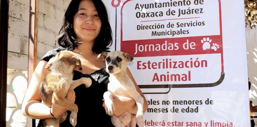 Suman Ayuntamiento y ciudadanía esfuerzos para evitar sobrepoblación de perros y gatos en la calle