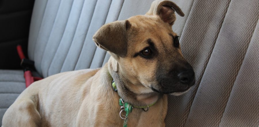 Ayuntamiento citadino atiende 178 denuncias de maltrato animal en 2019