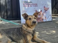 Acerca Ayuntamiento esterilización animal al Fraccionamiento Los Ríos