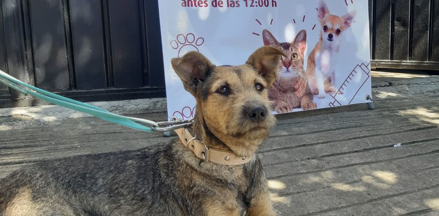 Acerca Ayuntamiento esterilización animal al Fraccionamiento Los Ríos