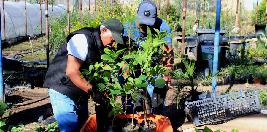 Vivero Municipal, el más importante proveedor de arbolado urbano para Oaxaca de Juárez