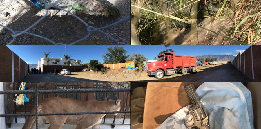 Ejecuta FGEO cateo en domicilio particular en Tlalixtac; se aseguran vehículos con reporte de robo, armas y animales exóticos