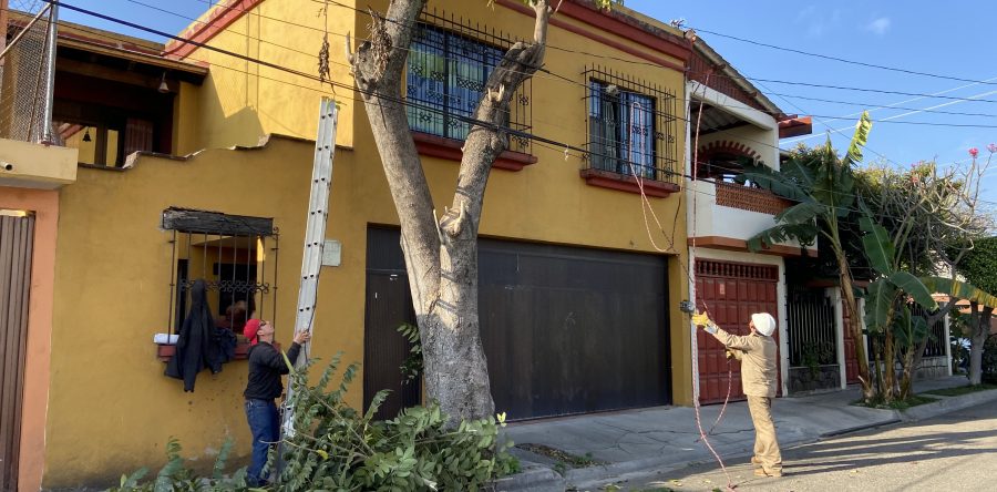 ¿Piensas podar un árbol? Estos son los requisitos en el municipio de Oaxaca de Juárez