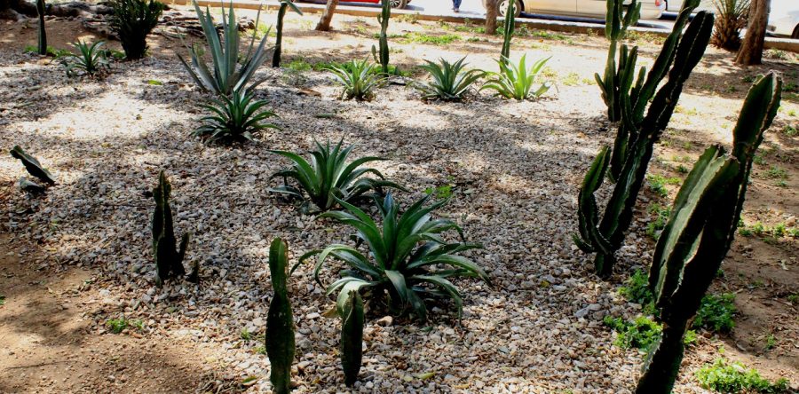 Revitaliza el Ayuntamiento de Oaxaca de Juárez jardines con plantas del Vivero Municipal