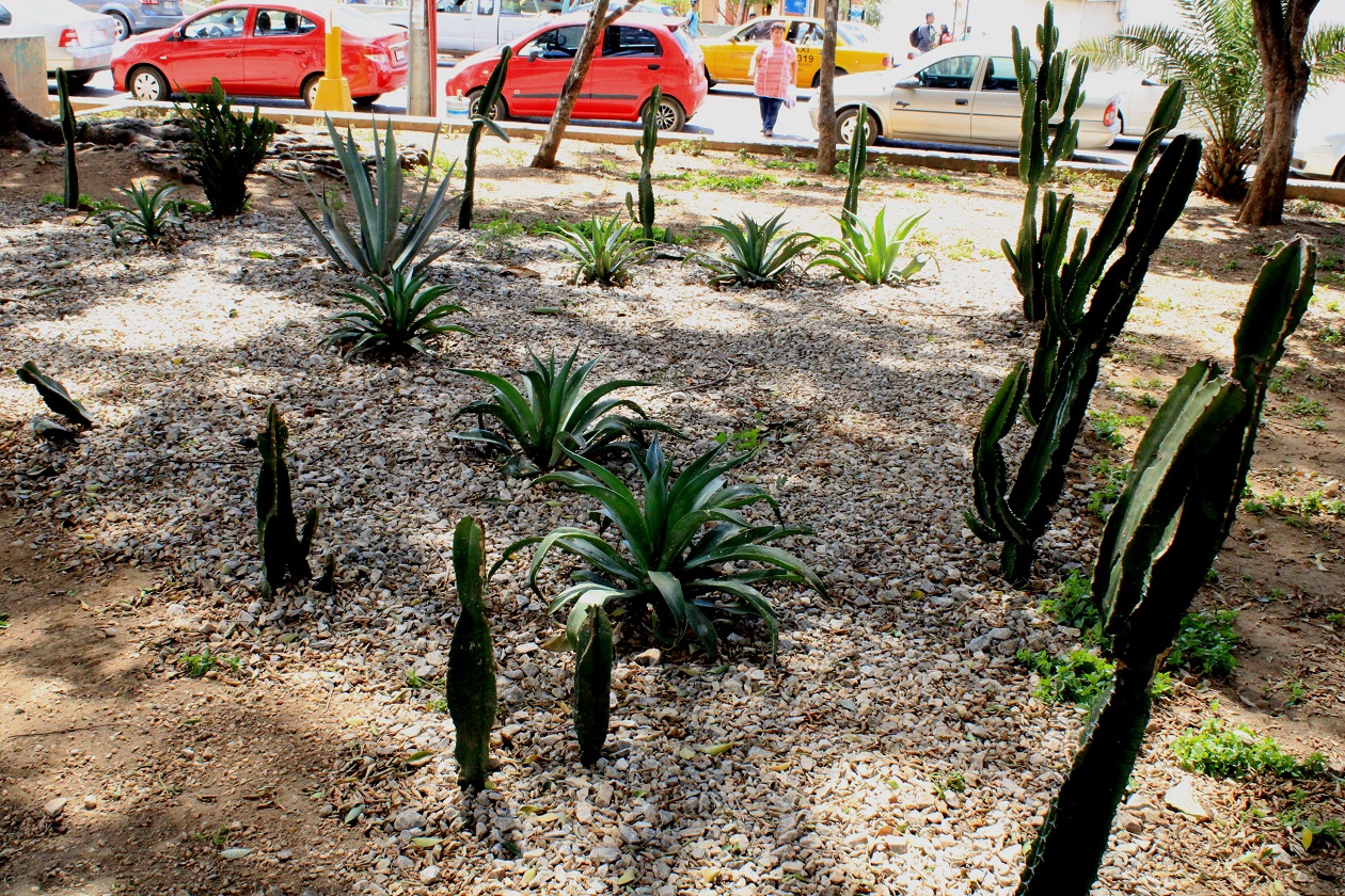 Revitaliza el Ayuntamiento de Oaxaca de Juárez jardines con plantas del Vivero Municipal