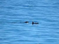 EU amplía embargo pesquero contra México por mortandad de vaquita marina