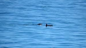 EU amplía embargo pesquero contra México por mortandad de vaquita marina